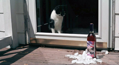 Cat looking at wine bottle